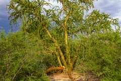 Fouquieria macdougalii