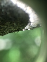 Phaeocalicium curtisii