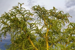 Fouquieria macdougalii