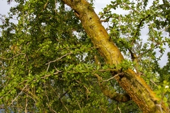 Fouquieria macdougalii