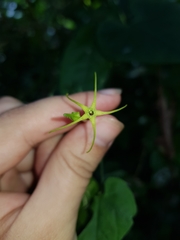 Rytidostylis gracilis