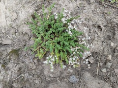 Sedum acre