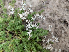 Sedum acre