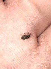 Lignyodes bischoffi
