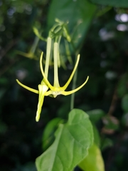 Rytidostylis gracilis