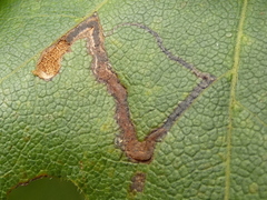 Stigmella aceris