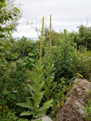 Verbascum thapsus