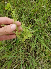 Lithospermum incisum