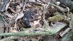 Sphenomorphus indicus