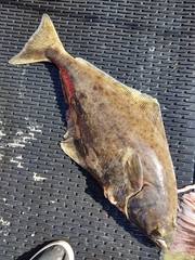 Hippoglossus stenolepis