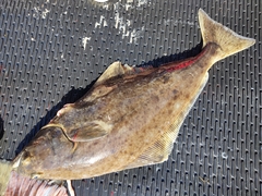 Hippoglossus stenolepis