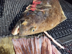 Hippoglossus stenolepis