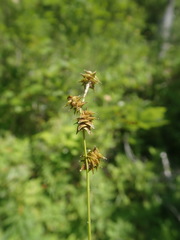 Carex atlantica atlantica