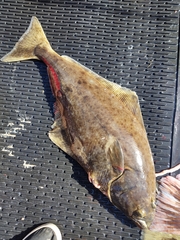 Hippoglossus stenolepis