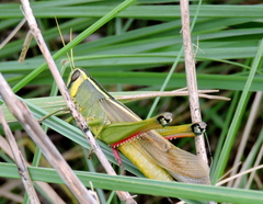 Choroedocus robustus