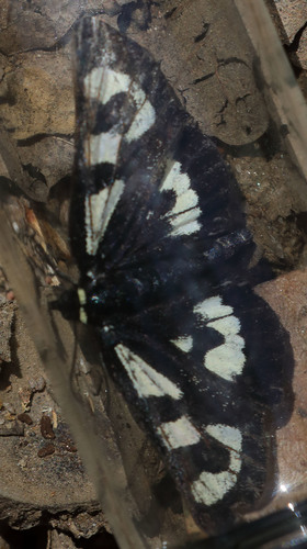 iNaturalist observation photo of Mariposa Forester