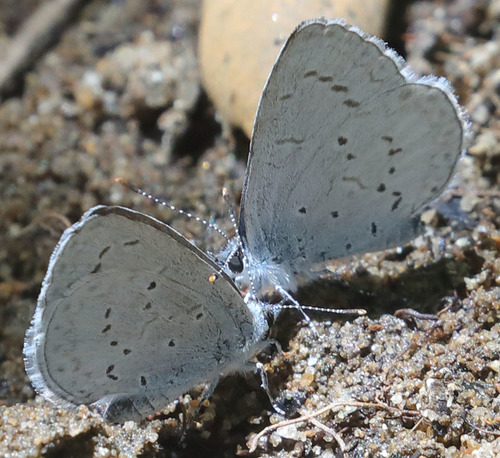 iNaturalist observation photo of Echo Azure
