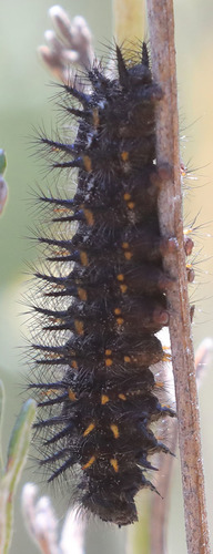 iNaturalist observation photo of Checkerspots
