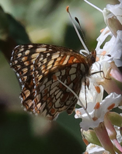 iNaturalist observation photo of Gabb's Checkerspot