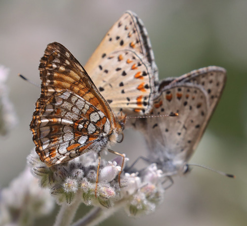 iNaturalist observation photo of Gabb's Checkerspot