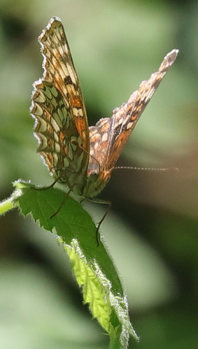 iNaturalist observation photo of Gabb's Checkerspot