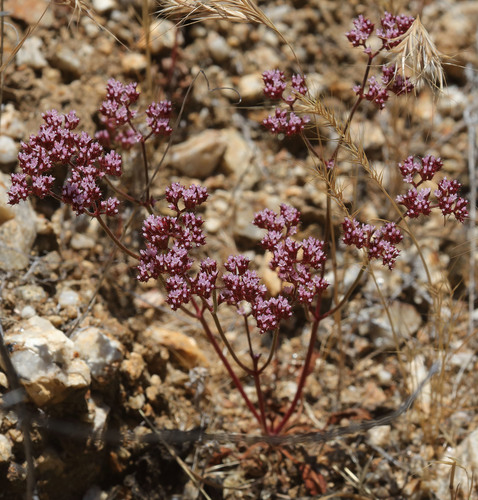 iNaturalist observation photo of Turkish rugging