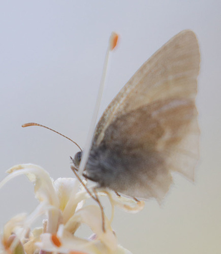 iNaturalist observation photo of Common Ringlet