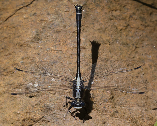 iNaturalist observation photo of Grappletail