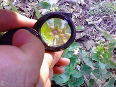 Matelea cynanchoides