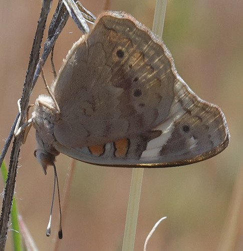 iNaturalist observation photo of Gray Buckeye