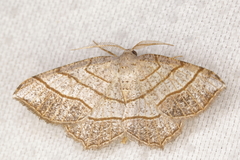 Eumacaria madopata