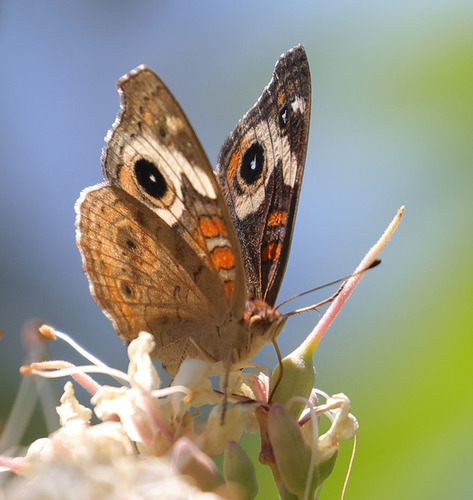 iNaturalist observation photo of Gray Buckeye