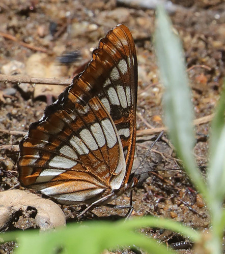 iNaturalist observation photo of Lorquin's Admiral
