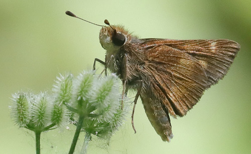 iNaturalist observation photo of Umber Skipper