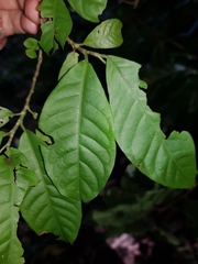 Coccoloba acuminata