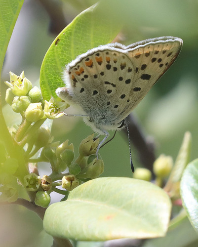 iNaturalist observation photo of Gorgon Copper