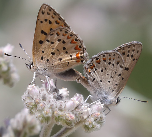 iNaturalist observation photo of Gorgon Copper