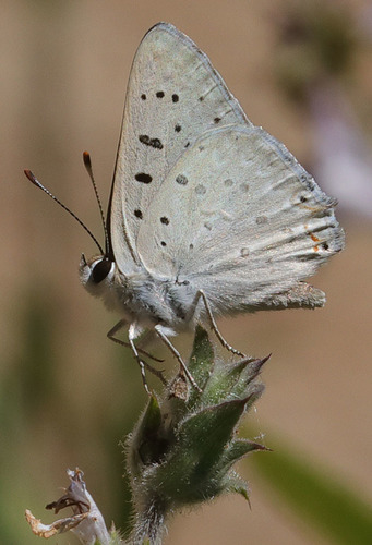 iNaturalist observation photo of Great Copper
