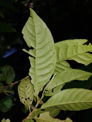 Coccoloba acuminata