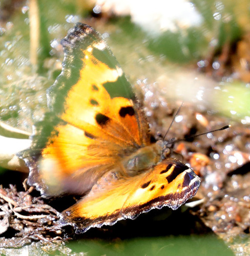 iNaturalist observation photo of California Tortoiseshell