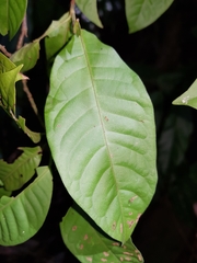 Coccoloba acuminata