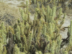 Cylindropuntia ganderi