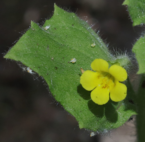 iNaturalist observation photo of purple-stemmed monkeyflower