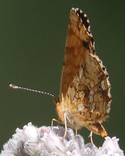 iNaturalist observation photo of Mylitta Crescent