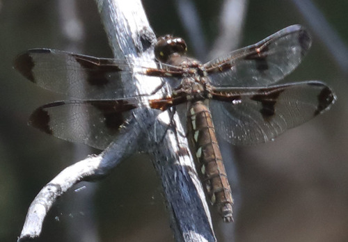 iNaturalist observation photo of Common Whitetail