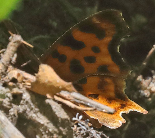 iNaturalist observation photo of Satyr Comma