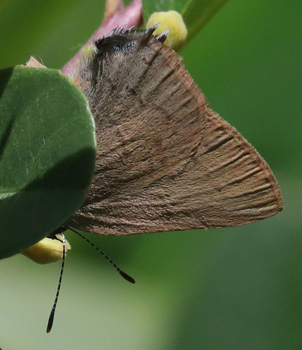 iNaturalist observation photo of Gold-hunter's Hairstreak