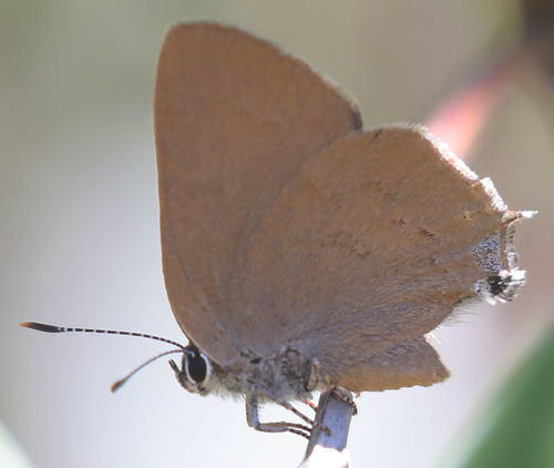 iNaturalist observation photo of Gold-hunter's Hairstreak