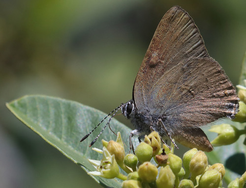 iNaturalist observation photo of Gold-hunter's Hairstreak