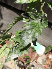 Pseudoidium neolycopersici